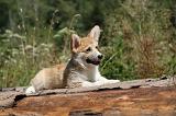 CORGI PEMBROKE 222